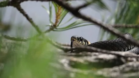 The grass snake (Natrix natrix) is licking its tongue behind the trees Video stock 228880104