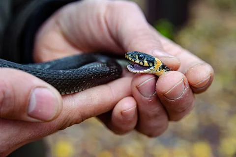 The grass snake Natrix natrix in man hands Photos