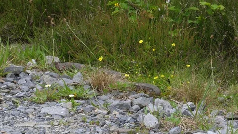 Grass snake Natrix natrix moves along side of forest track Stock Footage 82666691