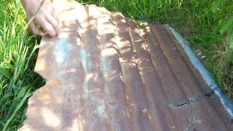 Grass snake Natrix natrix moves into cover when corregated iron lifted Stock Footage 82666920