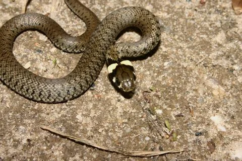 Grass snake (natrix natrix) Foto stock