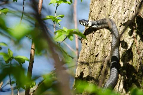Grass snake, natrix natrix Stock Photos