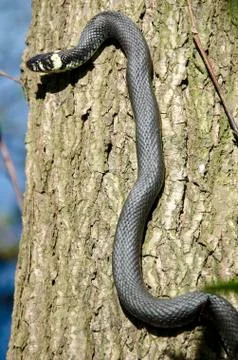 Grass snake, natrix natrix Stock-Fotos