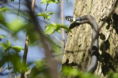 Grass snake, Natrix Natrix Stock Photos