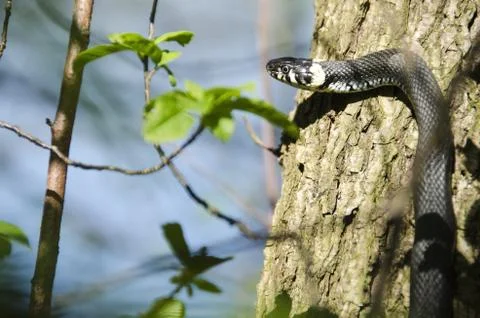 Grass snake, Natrix Natrix Stock Photos