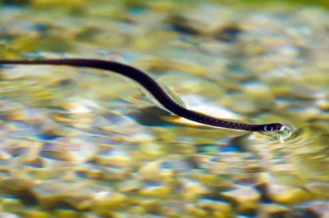Grass snake (Natrix natrix) Stock Photos
