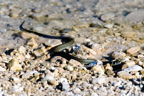 Grass snake (Natrix natrix) Stock Photos