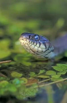 Grass snake, Natrix natrix Foto stock