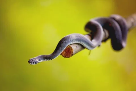 Grass snake (Natrix natrix) Stock Photos