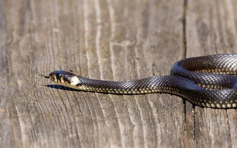 A Grass Snake (Natrix natrix) on a plank with its forked tongue sticking out Stock Photos