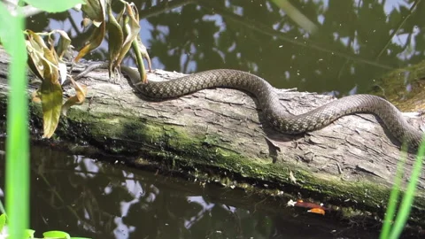 Grass Snake (Natrix natrix) preys on a toad Vídeo Stock 130406364