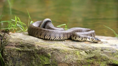 Grass snake Natrix natrix at rest on stone at waters edge Stock Footage 82666894