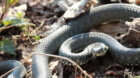 Grass Snake (Natrix Natrix) resting in the warmth Video stock 22836616