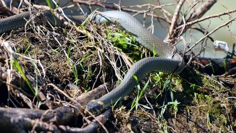 Grass Snake (Natrix Natrix) resting in the warmth. Stock Footage 76109474