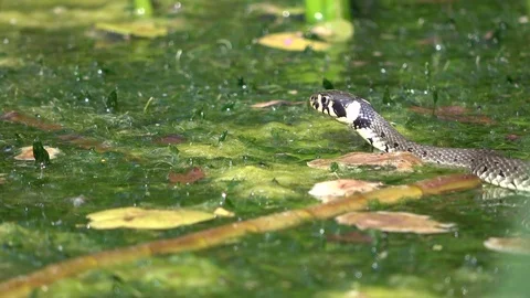 Grass snake, natrix natrix, Ringelnatter in a natural pond, ring snake, 4K Stock Footage 79926474