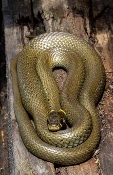 A grass snake (Natrix natrix) sitting curled up on a plank in the sun Stock Photos