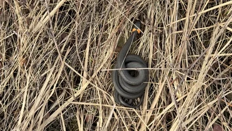 Grass snake, Natrix natrix, slithering among sun dappled autumn grass Stock Footage 332242323