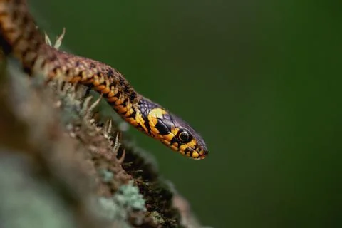 Grass snake (Natrix natrix) slithering on green moss. Green background. Macro 스톡 사진