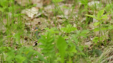 Grass Snake Natrix Natrix Snake Moving. Snake Or Natrix Hidden In Grass Sneaking Stock Footage 276631536