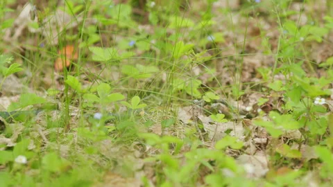 Grass Snake Natrix Natrix Snake Moving. Snake Or Natrix Hidden In Grass Sneaking Stock Footage 276631710