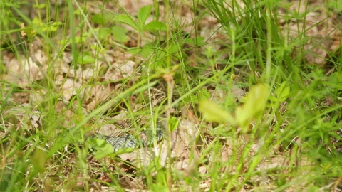 Grass Snake Natrix Natrix Snake Moving. Snake Or Natrix Hidden In Grass Sneaking Stock Footage 276633506