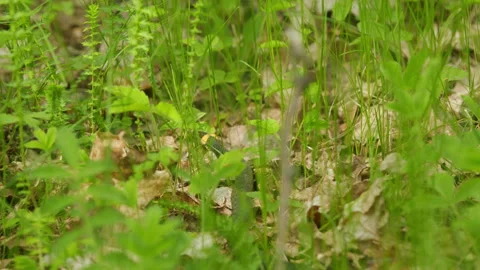 Grass Snake Natrix Natrix Snake Moving. Snake Or Natrix Hidden In Grass Sneaking Stock Footage 276633731