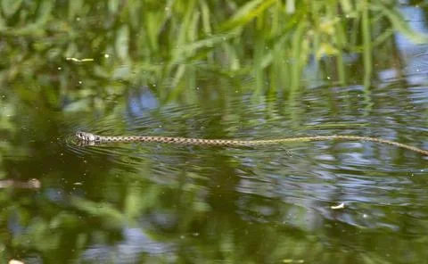 Grass snake, Natrix natrix. A snake floating down the river Stock Photos