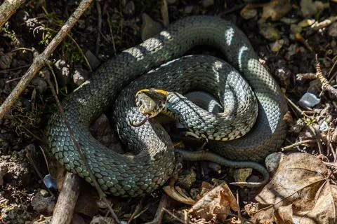 The grass snake Natrix natrix, sometimes called the ringed snake or water sna Stock Photos