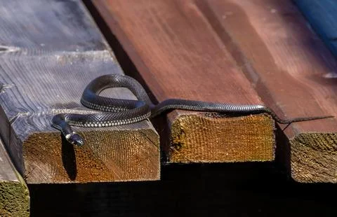 A Grass Snake (Natrix natrix) standing on planks Stock Photos