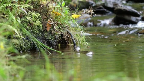Grass snake Natrix natrix swimming upstream Stock Footage 82666876