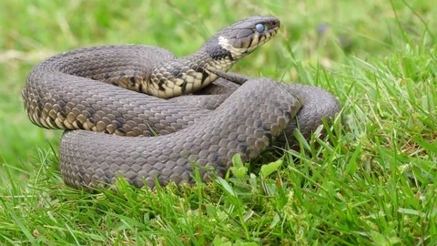 Grass snake Natrix natrix using tongue to scent air Close up Video stock 82666779