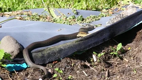 The grass snake (Natrix natrix) warming itself in home garden in summer day. Video stock 155155371