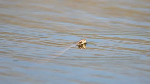 Grass snake Natrix natrix in the wild Video stock 233735251