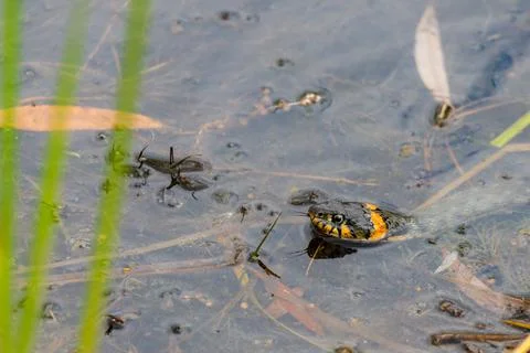 The Grass Snake or Natrix natrix, sometimes called the Ringed Snake or Water  스톡 사진