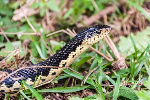 Grass snake Stock Photos