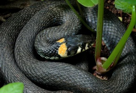Grass-snake Stock Photos