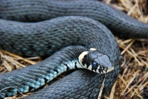 Grass snake 写真素材