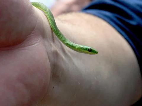 Grass snake Stock Photos