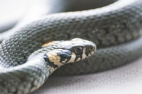 Grass snake Stock Photos