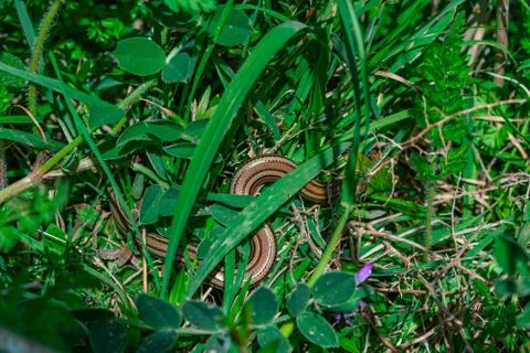 Grass snake Stock Photos