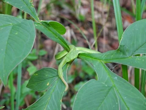 Grass snake Stock Photos
