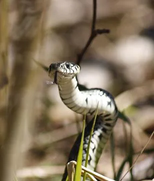 Grass snake Stock Photos