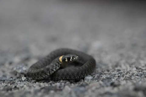 Grass snake 스톡 사진