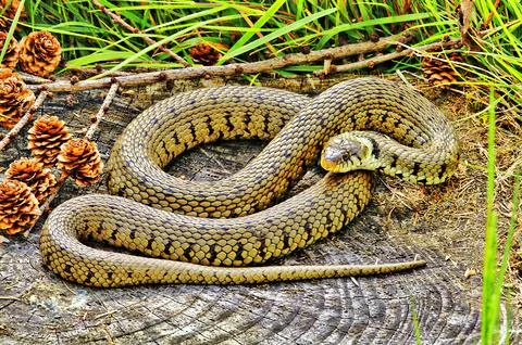 Grass Snake 库存照片