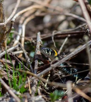 A grass snake Stock Photos