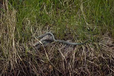 Grass snake. Stock Photos