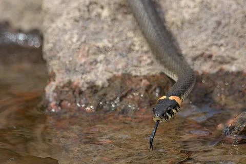 Grass snake. Stock Photos