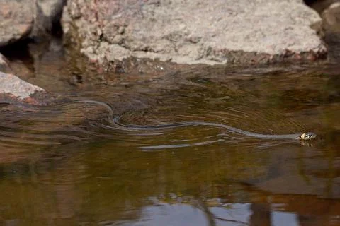 Grass snake. Fotos de archivo
