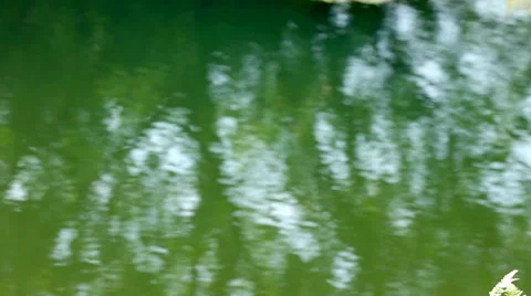 Grass Snake at the pond Video stock 63720665
