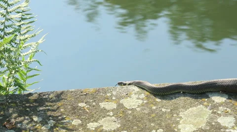 Grass Snake at the pond Stock Footage 63733976
